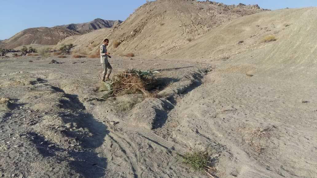 جان دوباره طبیعت شهرستان راسک برای حیات وحش جان دوباره طبیعت شهرستان راسک برای حیات وحش