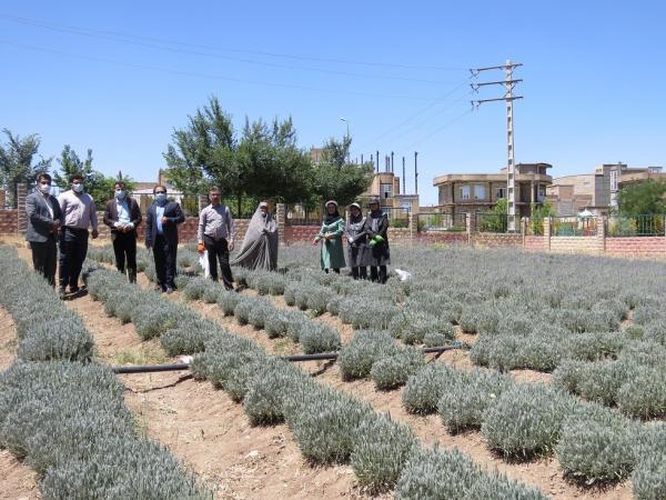 محصول اسطوخودوس از مزرعه گیاهان دارویی دانشگاه آزاد سقز برداشت شد