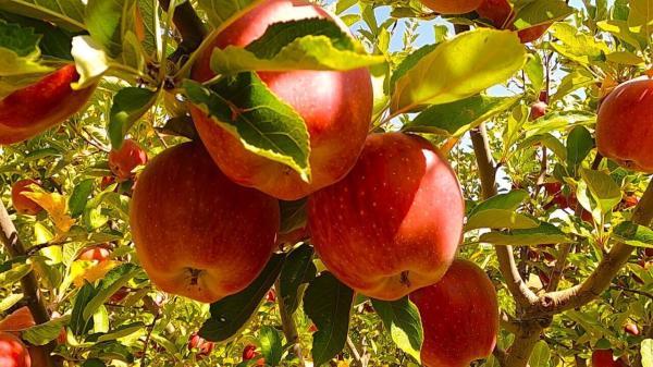 برگزاری جشنواره سیب شهرستان سرخه
