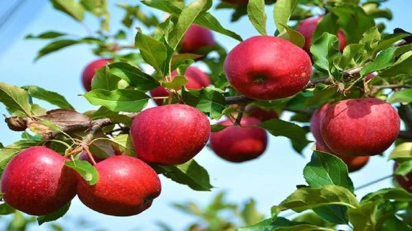 برگزاری جشنواره سیب در مراغه برگزاری جشنواره سیب در مراغه