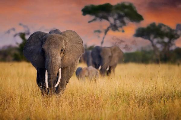 فیل های آفریقایی یکدیگر را به نام صدا می زنند!